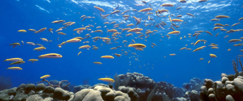 Union Island Reef, St Vincent and the Grenadines